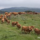 영서축산 이미지