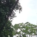 육회한통닭 이미지