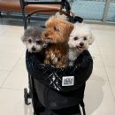하우젠 | 고급스러움 끝판왕 강아지 유모차 라이너 가드 히포하우젠 클래식 버기 세트