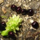 흑성산약수 이미지