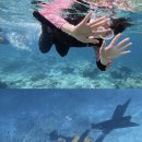 지에스25 수영골드점 | 세부 골드호핑 내돈내산 추천 후기 :: 니모랑 같이 스노쿨링