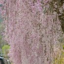 병곡마을 입구화장실 | 거창 가볼만한곳 수양벚꽃 명소 병곡마을 VS 임불마을