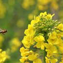 산에들에 이미지