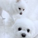 댕댕가르텐 강아지애견유치원호텔 이미지