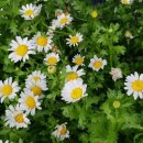 바우바우 이미지