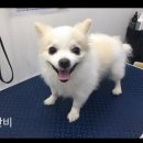 이쁘개 귀엽개 이미지