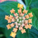 칡캐는오미자농부 이미지