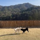 자작나무숲민박 이미지