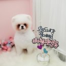 뽀샤시 펫살롱 이미지