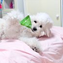 카카오 동물병원 | 부천 동물병원 추천 소사 프라임 동물병원 감기 진료 후기(대기/비용/친절)