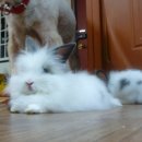 호동이농장 이미지