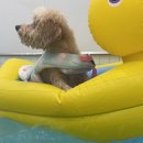 느낌 풀빌라 이미지