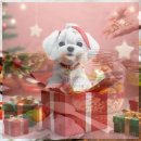 와우무인텔 | 여주 애견펜션 복층 구조로 반려견 안전하게 지낼 수 있었던 곳 바우와우