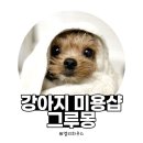 그루몽 | [내돈내산] 안산 가위컷 전문 강아지 미용실 그루몽 | 세리 1년 반 단골 후기