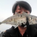 바다소식 | 부산 바다낚시후기 끝나지 않은 전갱이 시즌