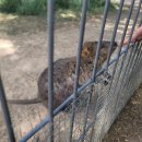 (주)에코이즈 | 시드니 자유여행 7 : 쿼카 밥 주기 가능한 페더데일 동물원 투어없이 자유여행
