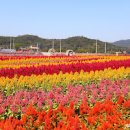 강원도 철원 가볼만한곳 가을 꽃축제 철원 고석정 꽃밭 이미지