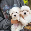 브리더클럽 이미지