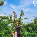 평택농장 이미지