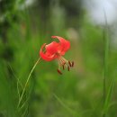 나리반점 이미지