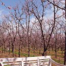 매화농장 이미지