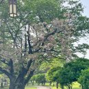 성산패총 | 경남 창원 겹벚꽃 명소 성산패총 꽃놀이 후기 (주차장)