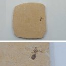 고기화석 잠자리화석 랍스타 새우화석 나무화석 수정 e 이미지