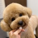 멜로우 그루밍 이미지