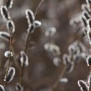 강아지 천국 이미지