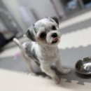 홈즈펫타운 이미지