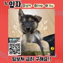 흑임자/남아/3개월 이미지