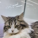 도로시펫강아지고양이