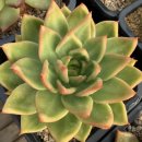 솔레미오 이미지