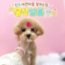 몽실 애견미용 | 진주 애견미용 “몽실살롱” 말티푸 미용 후기, 평일 야간도 가능해서 더 만족했어요 ㅎㅎ