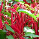 빨간여우 이미지