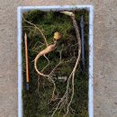 금소농장 이미지