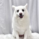 앨리스동물병원 이미지