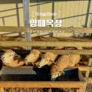 소이목장 | 비발디파크 하늘양떼목장 곤돌라 시간, 먹이 가격