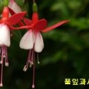 청강수천 Daum카페