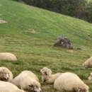 소연목장 이미지