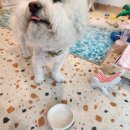 삐약네 새참 이미지