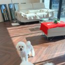 올웨이즈 반려견 미용실 이미지