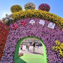 대구 수목원 국화축제 이미지