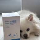 바이오랩스 | 강아지관절영양제 추천 🤍 세인트바이오랩스 프리미엄 영양제 후기
