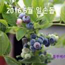 2016. 6월과수원, 상주맛집 이미지