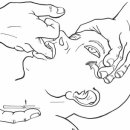 2025년 Cranial Osteopathy Advanced Course 안내 이미지
