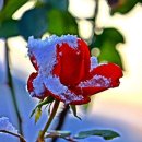 동백아가씨 이미지