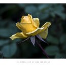 조선대(장미원) 이미지