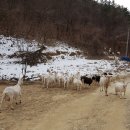 방목목장 이미지