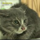 낭만고양이 이미지